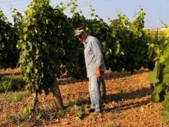 Az olasz borászok új technológiákat keresnek a régi szőlőfajták esetében, hogy alkalmazkodjanak a változó éghajlathoz