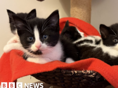 A kormány szerint nem tervezik arra kényszeríteni a járművezetőket, hogy jelentsék a macskákkal való ütközést