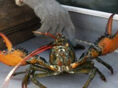 400 000 dollár értékű élő homárt loptak el, mielőtt elérte volna a Costcót