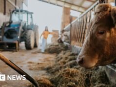 A liberális demokraták a Teach First program mezőgazdasági megfelelőjét kérik