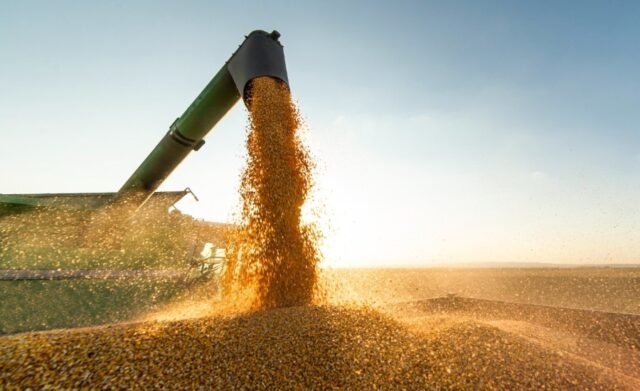 ca_soybean_crop.jpg