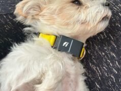 A CNET teljes kisállattechnikai összefoglalója: Minden eszközt teszteltünk házi kedvenceinkkel