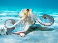 A tudósok egy polipszerű „puha robotot” fejlesztenek ki, amely képes megváltoztatni a színét