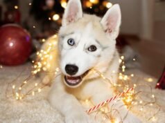 A Wham „Utolsó karácsonya” megviseli kedvenceit. Milyen egyéb ünnepi dalok váltak be?